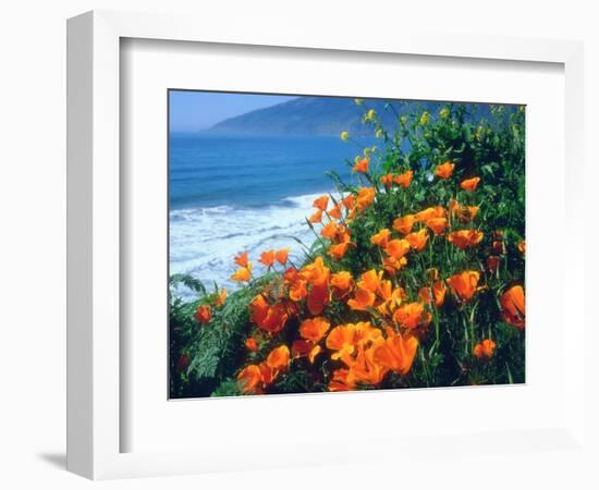 USA, California, California Poppies Along the Pacific Coast-Jaynes Gallery-Framed Photographic Print