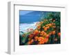 USA, California, California Poppies Along the Pacific Coast-Jaynes Gallery-Framed Photographic Print