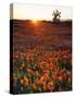 USA, California, California Poppies and Joshua Tree, Antelope Valley-Jaynes Gallery-Stretched Canvas