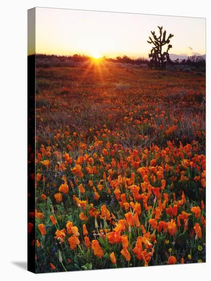 USA, California, California Poppies and Joshua Tree, Antelope Valley-Jaynes Gallery-Stretched Canvas