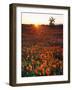 USA, California, California Poppies and Joshua Tree, Antelope Valley-Jaynes Gallery-Framed Photographic Print