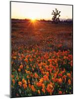 USA, California, California Poppies and Joshua Tree, Antelope Valley-Jaynes Gallery-Mounted Photographic Print