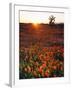 USA, California, California Poppies and Joshua Tree, Antelope Valley-Jaynes Gallery-Framed Photographic Print