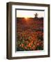 USA, California, California Poppies and Joshua Tree, Antelope Valley-Jaynes Gallery-Framed Photographic Print