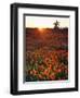 USA, California, California Poppies and Joshua Tree, Antelope Valley-Jaynes Gallery-Framed Photographic Print