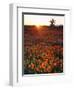 USA, California, California Poppies and Joshua Tree, Antelope Valley-Jaynes Gallery-Framed Photographic Print