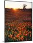 USA, California, California Poppies and Joshua Tree, Antelope Valley-Jaynes Gallery-Mounted Photographic Print