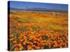 USA, California, California Poppies and Tehachapi Mountains-Jaynes Gallery-Stretched Canvas