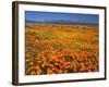 USA, California, California Poppies and Tehachapi Mountains-Jaynes Gallery-Framed Photographic Print