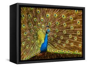 USA, California, Carlsbad, Leo Carrillo Ranch, Peacock in Spring-Ann Collins-Framed Stretched Canvas