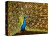 USA, California, Carlsbad, Leo Carrillo Ranch, Peacock in Spring-Ann Collins-Stretched Canvas