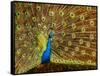 USA, California, Carlsbad, Leo Carrillo Ranch, Peacock in Spring-Ann Collins-Framed Stretched Canvas