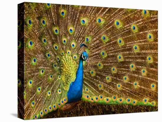 USA, California, Carlsbad, Leo Carrillo Ranch, Peacock in Spring-Ann Collins-Stretched Canvas