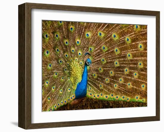 USA, California, Carlsbad, Leo Carrillo Ranch, Peacock in Spring-Ann Collins-Framed Photographic Print