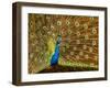 USA, California, Carlsbad, Leo Carrillo Ranch, Peacock in Spring-Ann Collins-Framed Photographic Print