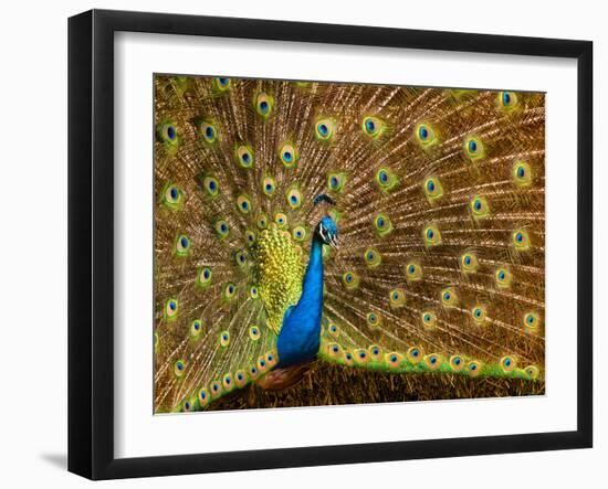 USA, California, Carlsbad, Leo Carrillo Ranch, Peacock in Spring-Ann Collins-Framed Photographic Print