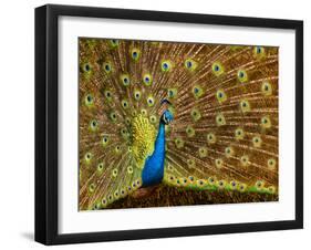 USA, California, Carlsbad, Leo Carrillo Ranch, Peacock in Spring-Ann Collins-Framed Photographic Print