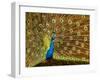 USA, California, Carlsbad, Leo Carrillo Ranch, Peacock in Spring-Ann Collins-Framed Photographic Print