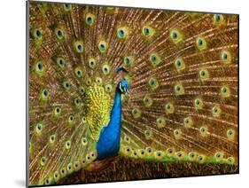 USA, California, Carlsbad, Leo Carrillo Ranch, Peacock in Spring-Ann Collins-Mounted Photographic Print