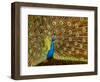 USA, California, Carlsbad, Leo Carrillo Ranch, Peacock in Spring-Ann Collins-Framed Photographic Print