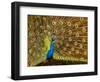 USA, California, Carlsbad, Leo Carrillo Ranch, Peacock in Spring-Ann Collins-Framed Photographic Print