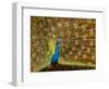 USA, California, Carlsbad, Leo Carrillo Ranch, Peacock in Spring-Ann Collins-Framed Photographic Print