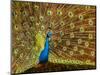 USA, California, Carlsbad, Leo Carrillo Ranch, Peacock in Spring-Ann Collins-Mounted Photographic Print