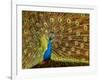 USA, California, Carlsbad, Leo Carrillo Ranch, Peacock in Spring-Ann Collins-Framed Photographic Print