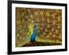 USA, California, Carlsbad, Leo Carrillo Ranch, Peacock in Spring-Ann Collins-Framed Photographic Print