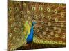 USA, California, Carlsbad, Leo Carrillo Ranch, Peacock in Spring-Ann Collins-Mounted Photographic Print