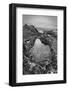 USA, California, Carmel, Point Lobos-John Ford-Framed Photographic Print