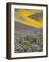 USA, California, Carrizo Plain National Monument, wildflowers-Charles Gurche-Framed Photographic Print