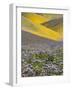 USA, California, Carrizo Plain National Monument, wildflowers-Charles Gurche-Framed Photographic Print