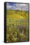 USA, California, Carrizo Plain National Monument, wildflowers-Charles Gurche-Framed Stretched Canvas