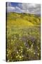 USA, California, Carrizo Plain National Monument, wildflowers-Charles Gurche-Stretched Canvas