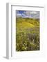 USA, California, Carrizo Plain National Monument, wildflowers-Charles Gurche-Framed Photographic Print