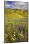 USA, California, Carrizo Plain National Monument, wildflowers-Charles Gurche-Mounted Photographic Print