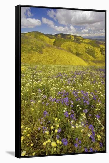 USA, California, Carrizo Plain National Monument, wildflowers-Charles Gurche-Framed Stretched Canvas