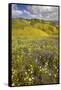 USA, California, Carrizo Plain National Monument, wildflowers-Charles Gurche-Framed Stretched Canvas