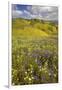 USA, California, Carrizo Plain National Monument, wildflowers-Charles Gurche-Framed Premium Photographic Print