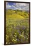 USA, California, Carrizo Plain National Monument, wildflowers-Charles Gurche-Framed Premium Photographic Print