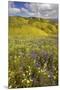 USA, California, Carrizo Plain National Monument, wildflowers-Charles Gurche-Mounted Premium Photographic Print