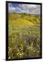 USA, California, Carrizo Plain National Monument, wildflowers-Charles Gurche-Framed Premium Photographic Print