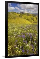 USA, California, Carrizo Plain National Monument, wildflowers-Charles Gurche-Framed Photographic Print