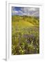 USA, California, Carrizo Plain National Monument, wildflowers-Charles Gurche-Framed Premium Photographic Print