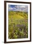 USA, California, Carrizo Plain National Monument, wildflowers-Charles Gurche-Framed Premium Photographic Print