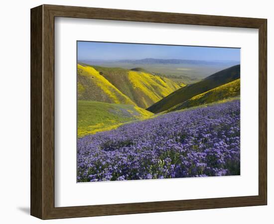 USA, California, Carrizo Plain National Monument, wildflowers-Charles Gurche-Framed Photographic Print