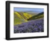 USA, California, Carrizo Plain National Monument, wildflowers-Charles Gurche-Framed Photographic Print