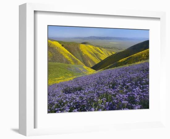 USA, California, Carrizo Plain National Monument, wildflowers-Charles Gurche-Framed Photographic Print