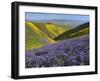 USA, California, Carrizo Plain National Monument, wildflowers-Charles Gurche-Framed Premium Photographic Print
